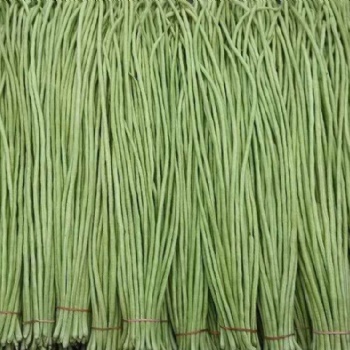 翠綠色長(zhǎng)條豇豆菜種子蔬菜基地綠長(zhǎng)條豆角種子種植技術(shù)