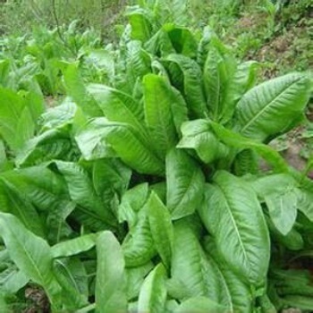 高蛋白食葉草種子廠家批發零售