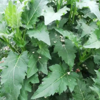 香檳草 串葉松香草種子 華夏神菊種子