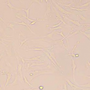 人軟骨細胞C-28I2智立中特生物
