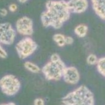 人支氣管上皮細胞HBEpiC質粒載體網zl-043983