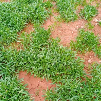 面條菜的營(yíng)養(yǎng)價(jià)值 野菜種子 盆栽面條菜種子