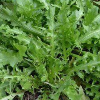 花葉薺菜種子 野菜薺菜種子 蔬菜種子