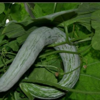 瓜果食用蔬菜種子蔬菜種子 薺菜種子