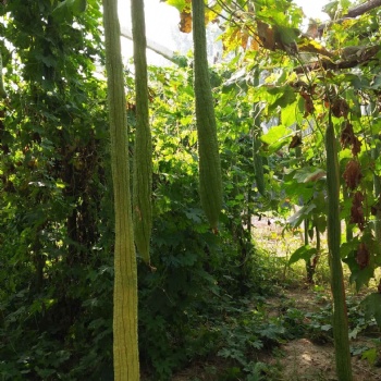 蔬菜絲瓜種子 長(zhǎng)絲瓜種子 絲瓜種子