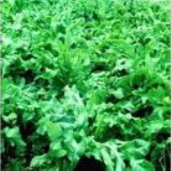 牧草魯梅克斯種子一斤有多少粒種子魯梅克斯種子