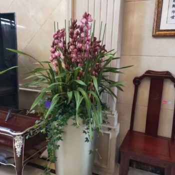 海珠區綠植租擺，越秀區公司花卉盆景租憑，可開發票，免費送貨上門。