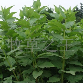 串葉松香草種子批發(fā) 種植簡單 花卉種子齊全