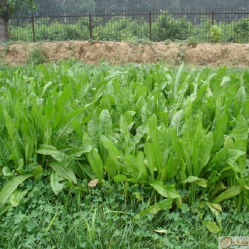 什么是菊苣牧草種子 菊苣牧草是干什么的
