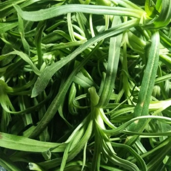 面條菜植株分枝力強面條菜種子