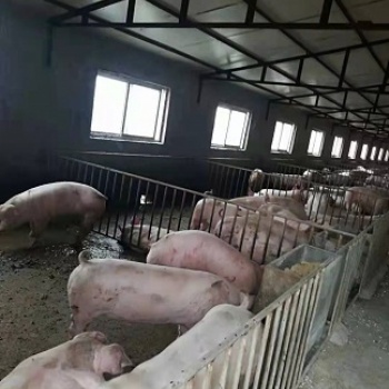 中牟滅鼠公司|中牟滅老鼠|中牟老鼠防制|中牟消殺公司
