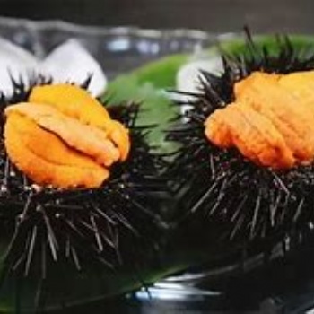 上海港申報海膽進口報關代理