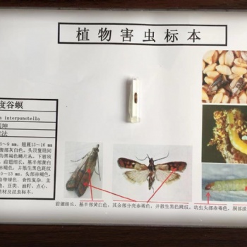 河南德教生物標本切片模型廠植物病害切片 昆蟲害蟲標本 農田雜草標本