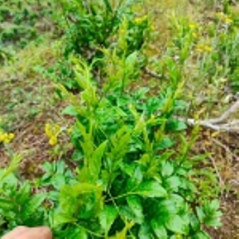 有用的來鳳藤茶咨詢，不看后悔