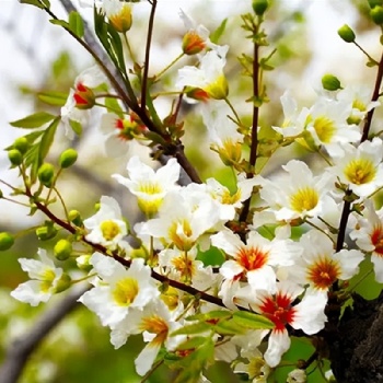 林昱宏文冠果花 文冠果花 文冠花