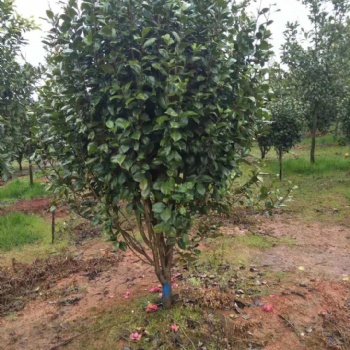 5公分茶花6公分茶花7公分茶花