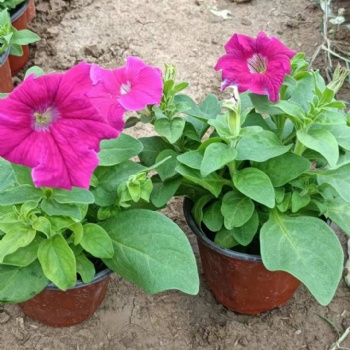 內蒙草花批發基地，呼和浩特宿根花卉基地，四季草花批發矮牽牛