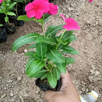 棗莊草花批發基地，孔雀草種植批發基地，棗莊歐石竹批發