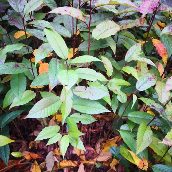 福建山櫻花袋苗 山櫻花袋苗 山櫻花無紡布杯苗