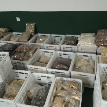 紅豆薏米粉微波烘焙設備,五谷雜糧代餐粉低溫焙烤殺菌設備