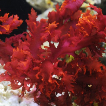 海藻鈣 紅藻粉 關節(jié)健康 骨健康 山竹果**