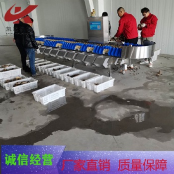 柑橘全自動稱重分級分揀機圣女果全自動重量分選機