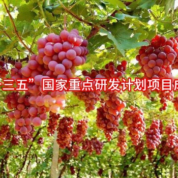 PO膜系列--光能寶3號po膜 轉光漫散射高光效涂覆膜簡介